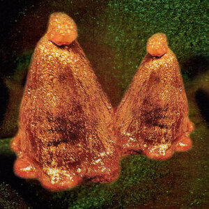 Black To Comm: Oocyte Oil & Stolen Androgens (Thrill Jockey)