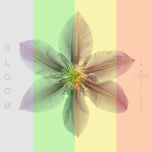 The Morning Birds: Bloom (Funky Island House Records) The Morning Birds: Bloom (Funky Island House Records)