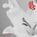 Echo Ladies: Lillies (Rama Lama Records)