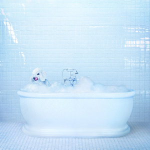 Frankie Cosmos: Vessel (SubPop) Frankie Cosmos: Vessel (SubPop)